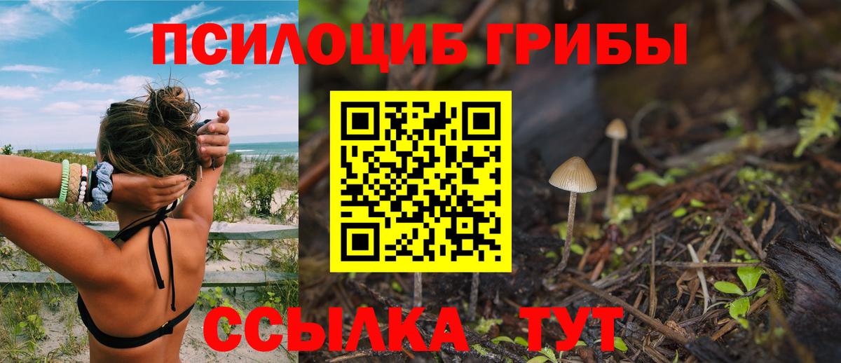 Псилоцибиновые грибы Psilocybe Лысьва
